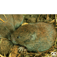 گونه ول کرمانی Kermanian Vole